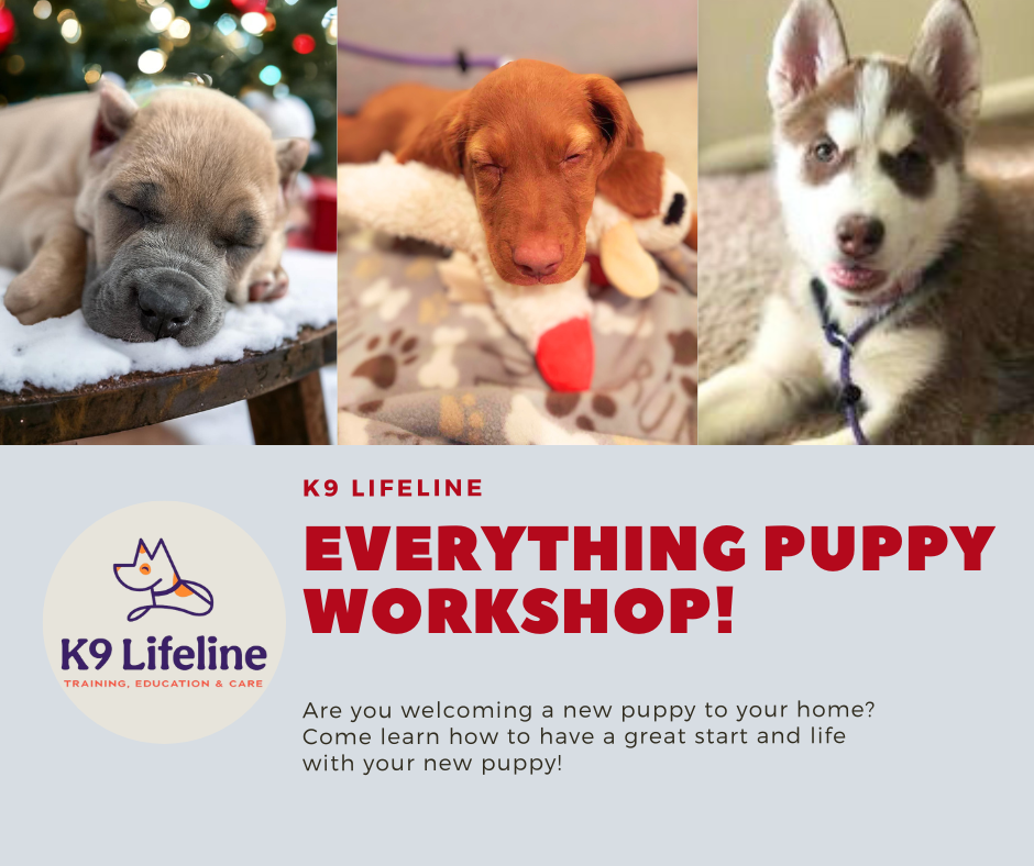 Puppy everything workshop poster